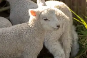 Merino Wool Clothing – Best Merino Wool Clothing for Outdoors: 9 Picks for 2026