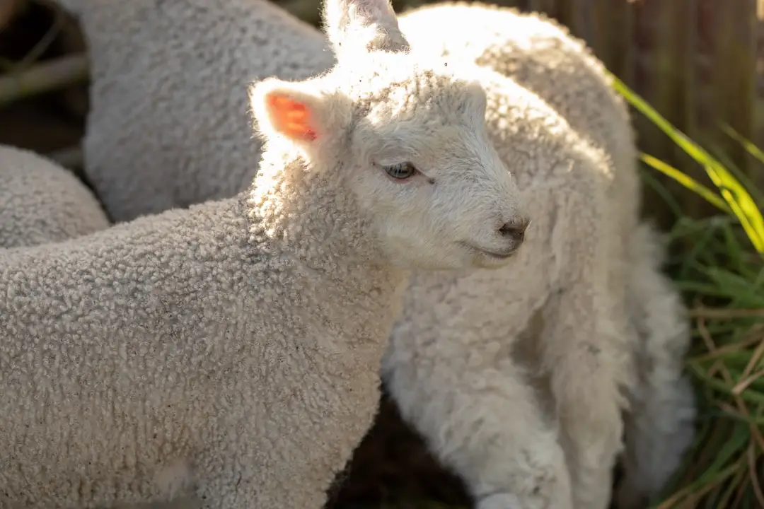Merino Wool Clothing – Best Merino Wool Clothing for Outdoors: 9 Picks for 2026