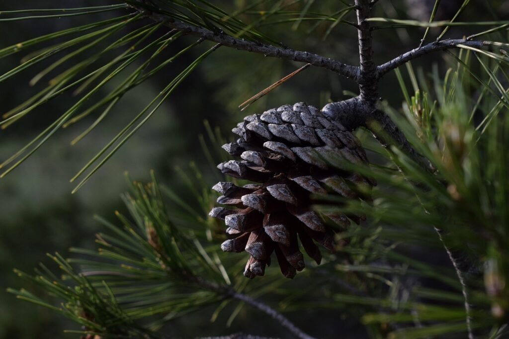 green camping hammock strung between two pine trees